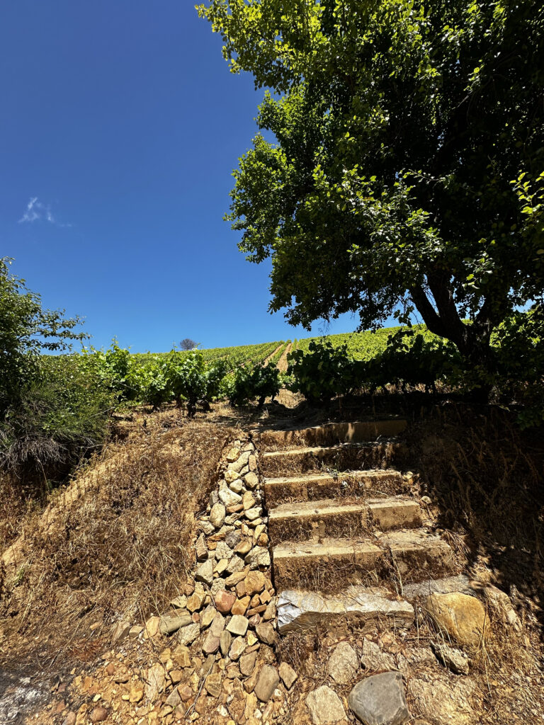 Bierzo Vineyard