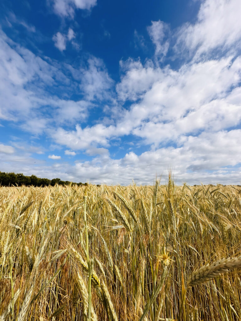 Meseta Wheat Fields