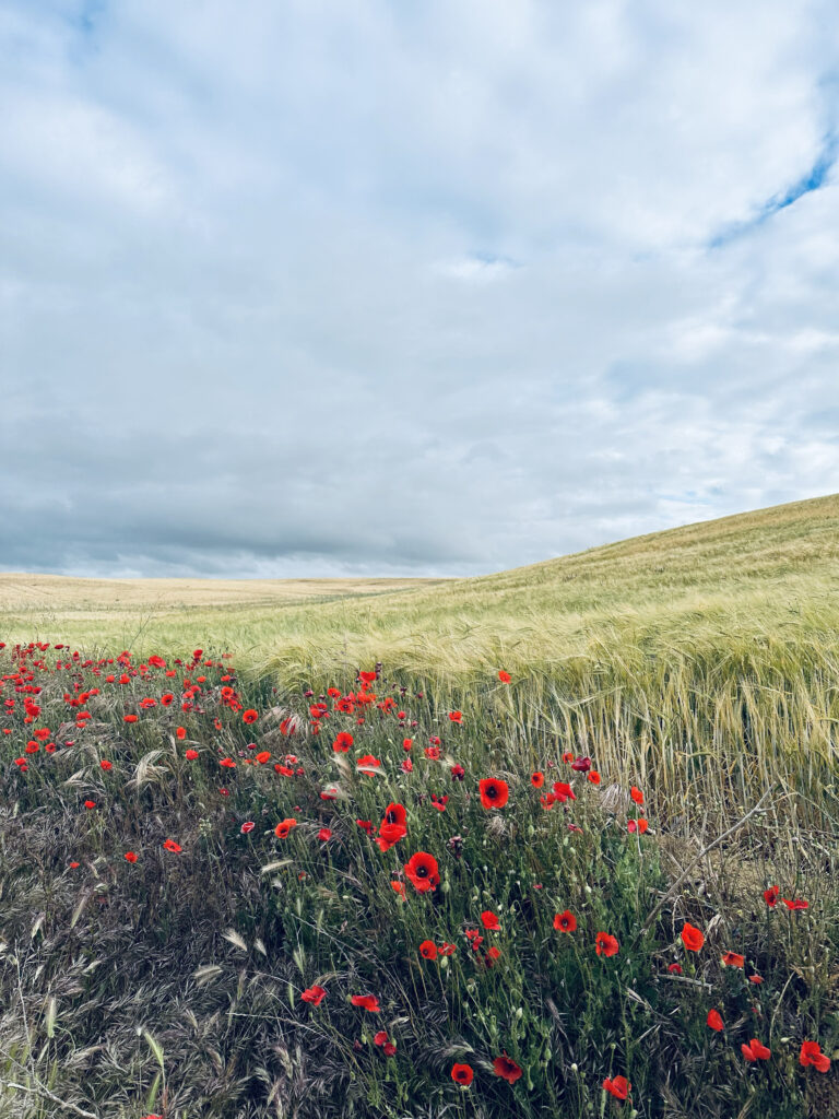 Poppies on the Camino Santiago