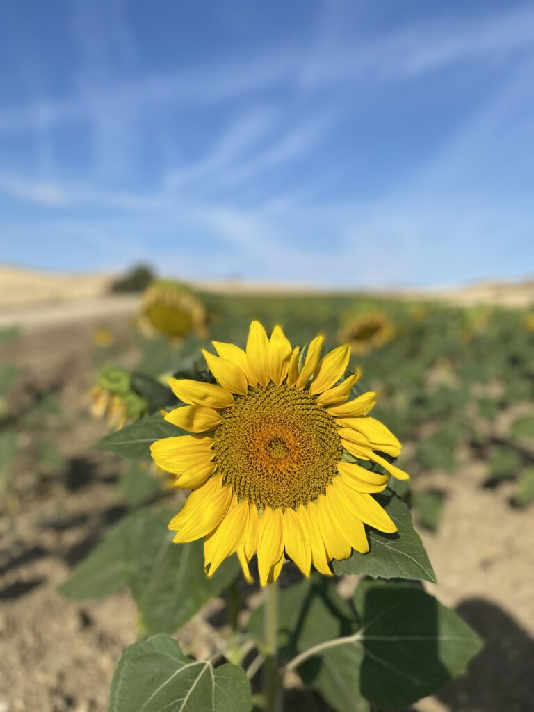 Sunflower - Camino de Santiago