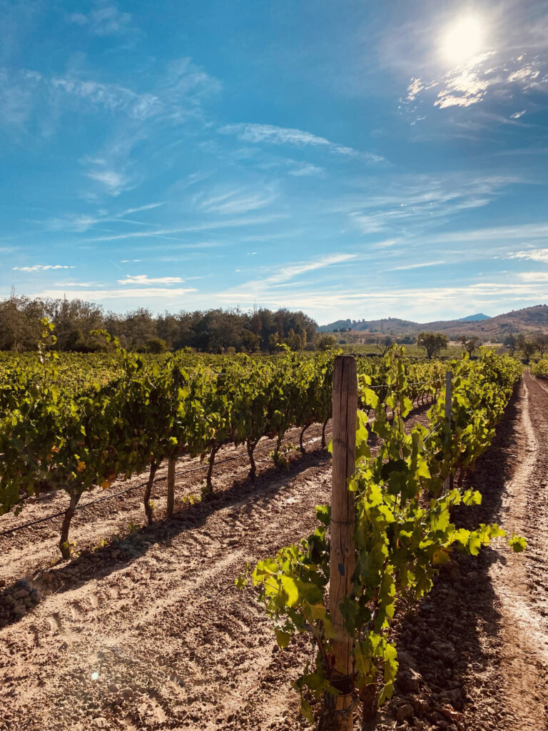 Vineyard Rioja