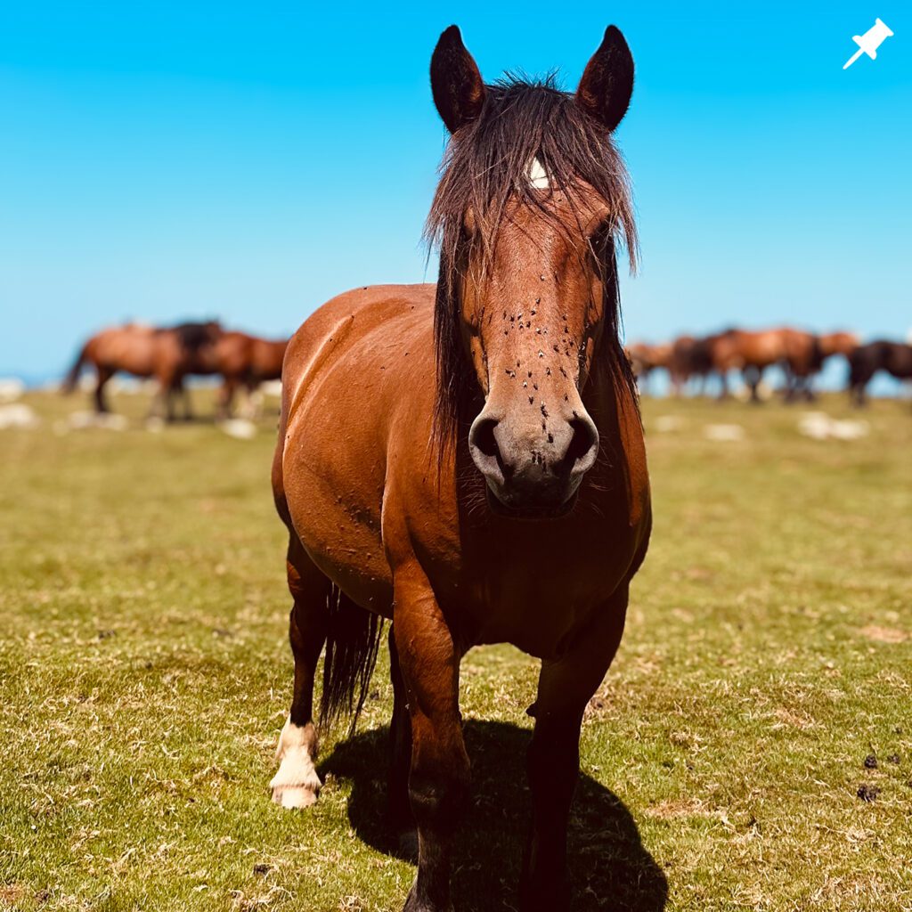 Horse-in-the-pyrenees