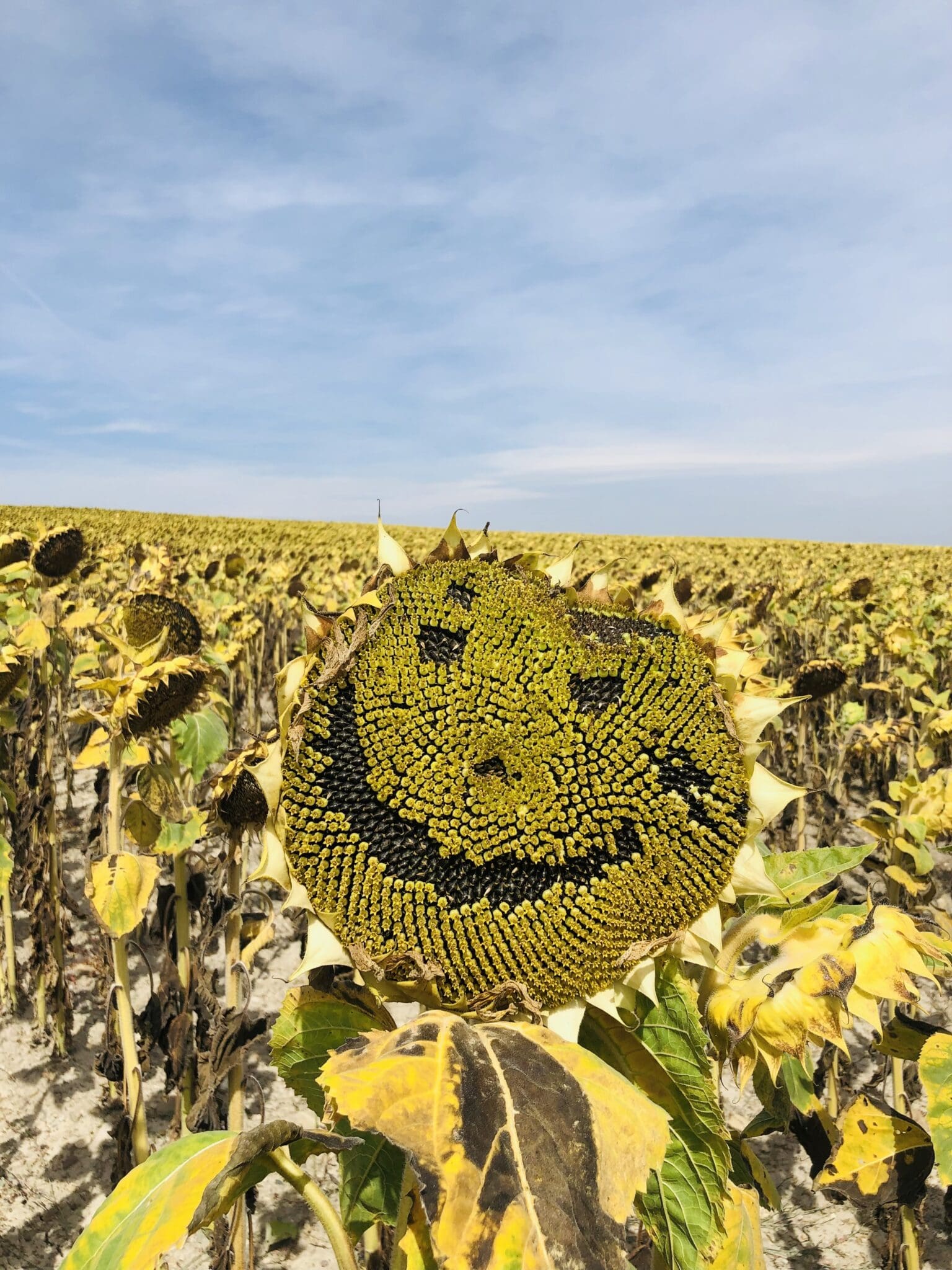 Camino Sunflower