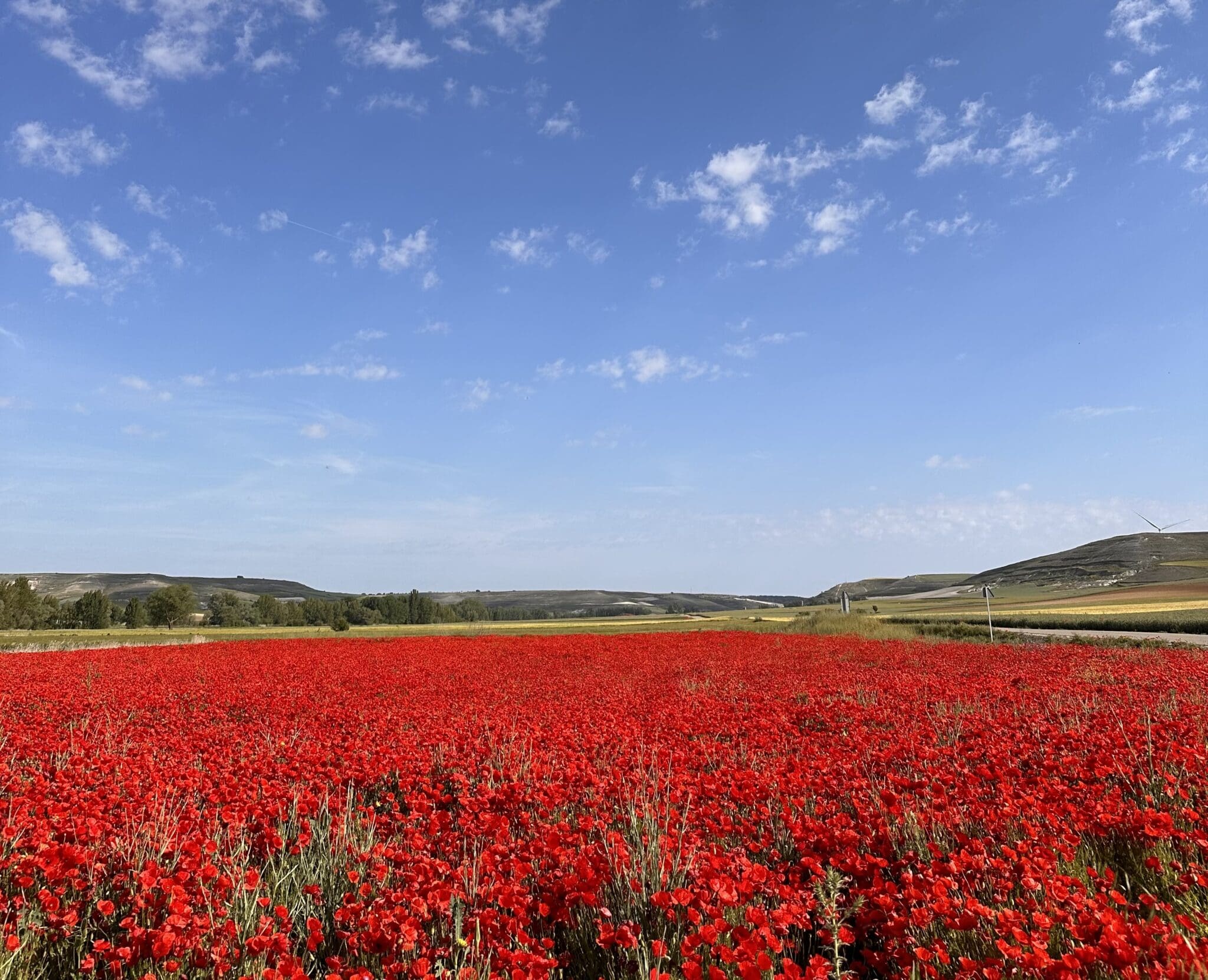 Poppy Fields on the Camino