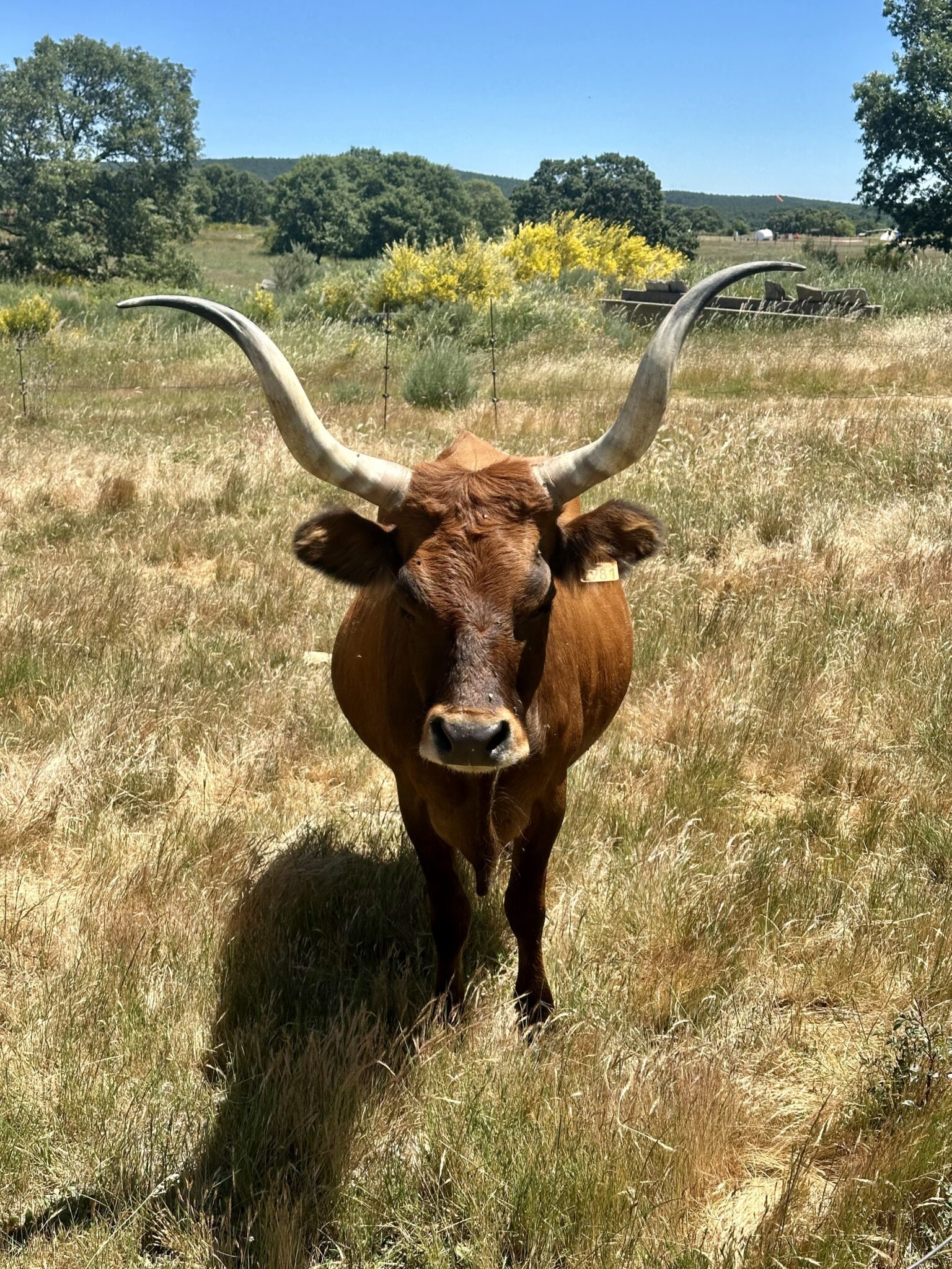 Looks like a Texan Longhorn